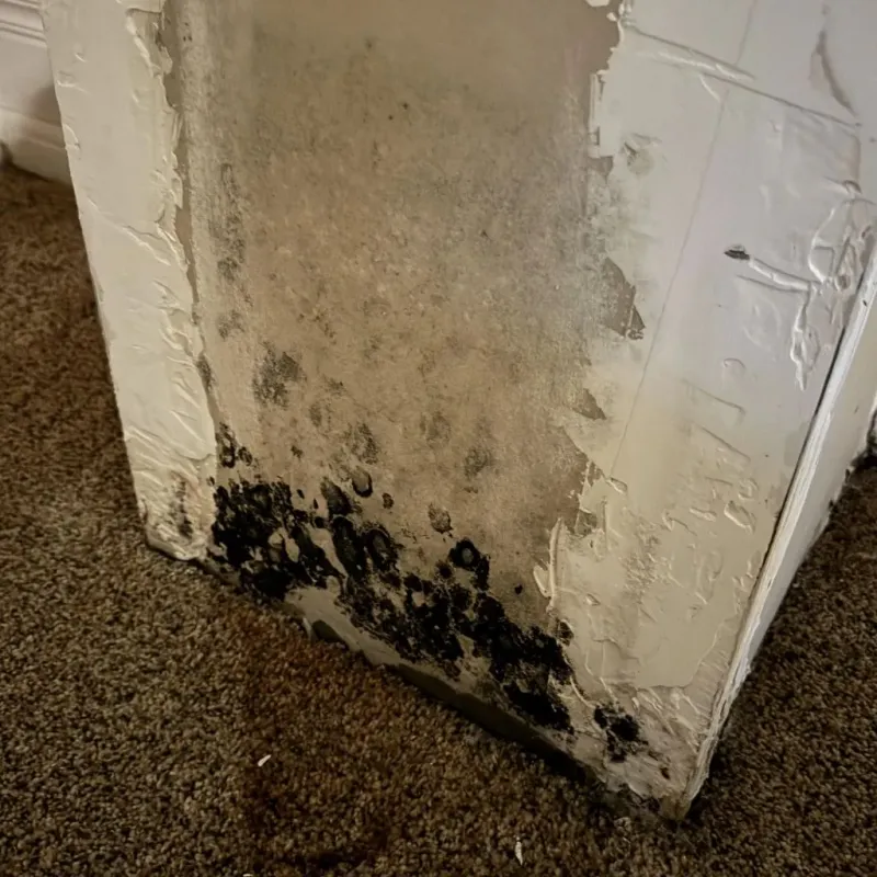 Professional Mold Removal in Thornton, IL